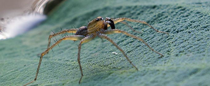 水蜘蛛为什么可以在水上行走?优质