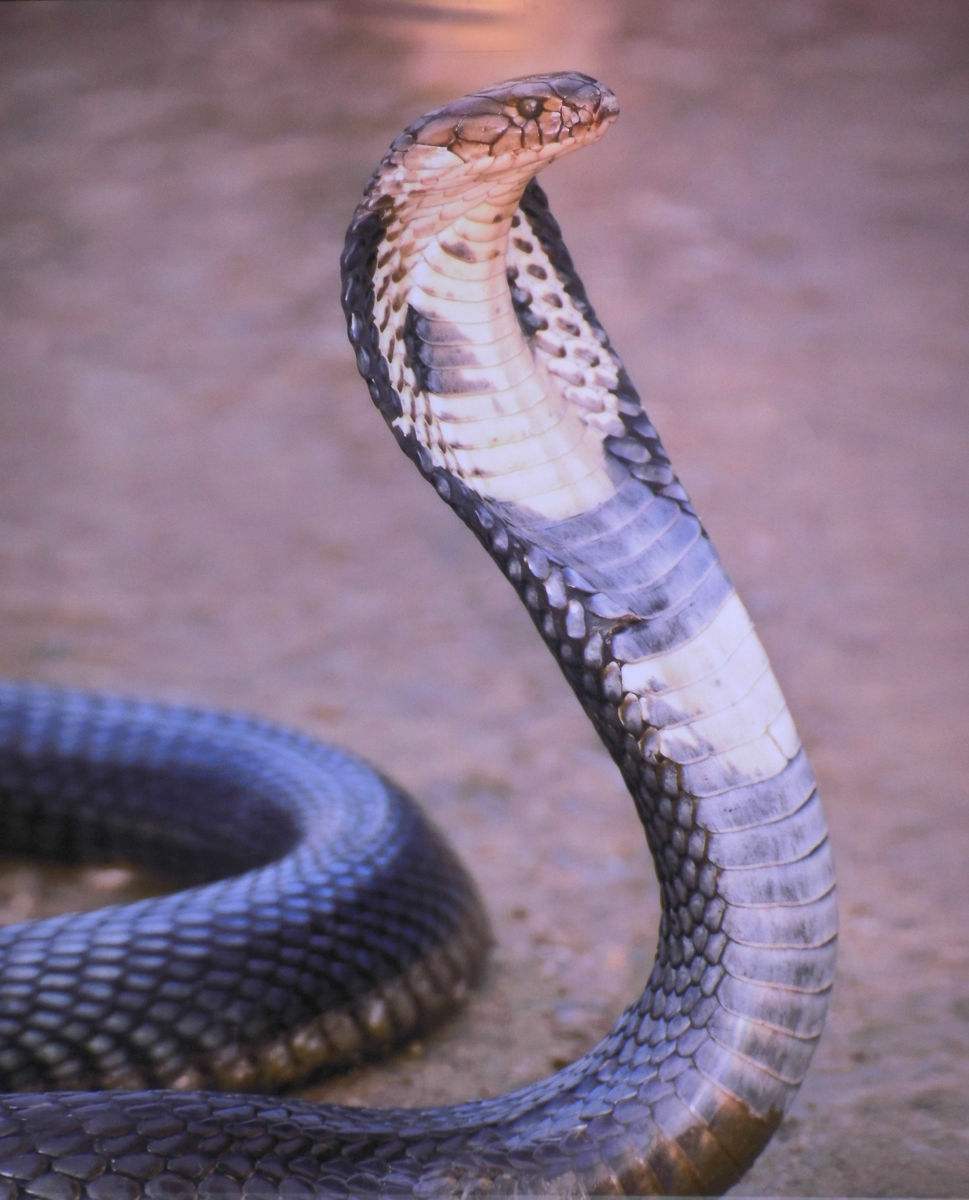 毒蛇如果咬到自己的舌头会怎样?优质