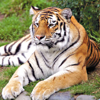 世界上最大的老虎是什么？