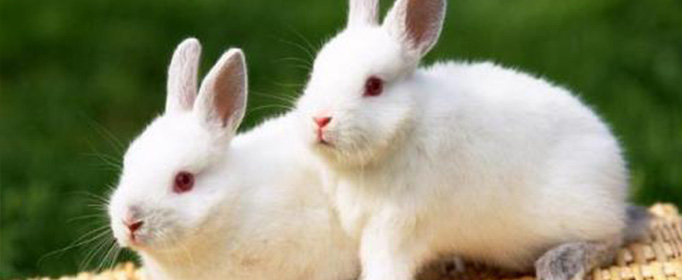 生肖兔为什么又叫卯兔？