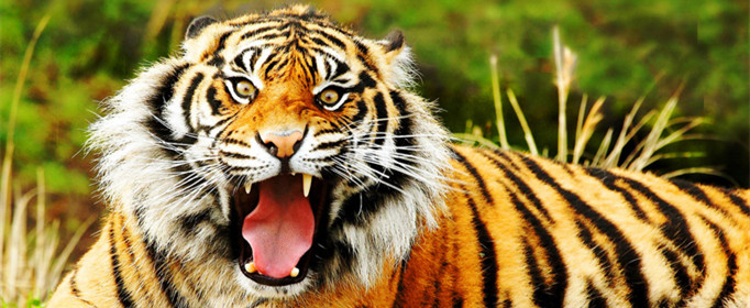 为什么老虎有王字？