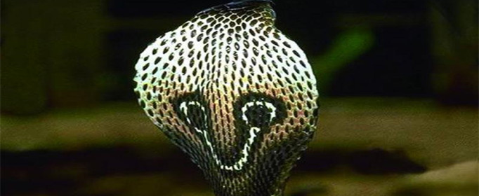 眼镜蛇为什么叫眼镜蛇？