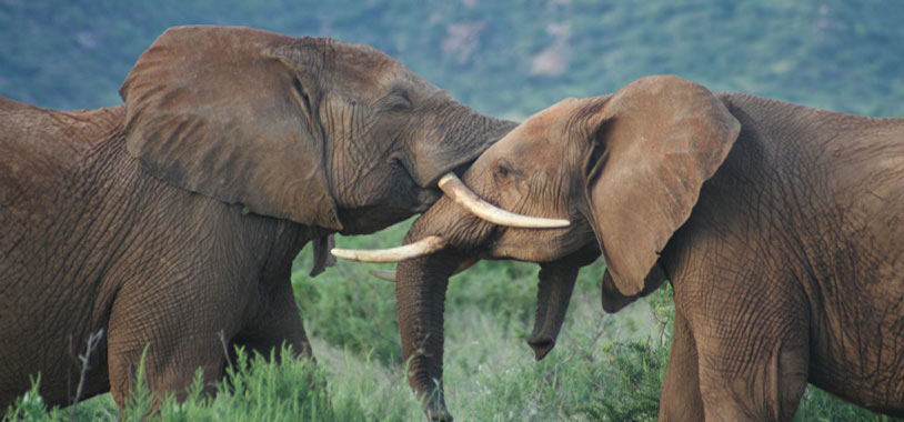 大象用鼻子吸水为什么不会被呛到呢？