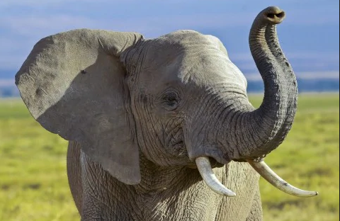 大象用鼻子吸水为什么不会被呛到呢？