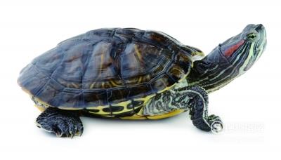 常见龟类寿命表