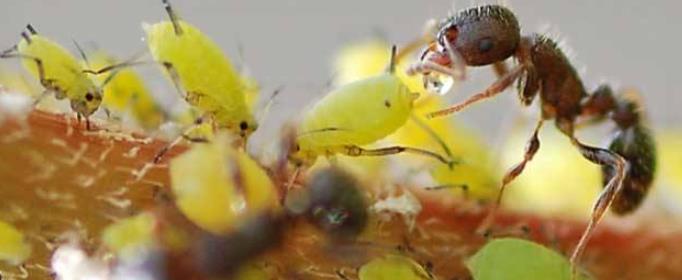 为什么蚜虫多的地方妈蚁也多