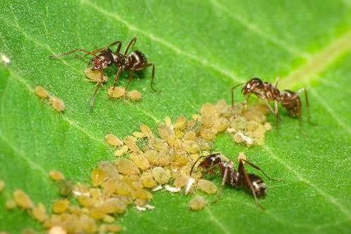 为什么蚜虫多的地方妈蚁也多