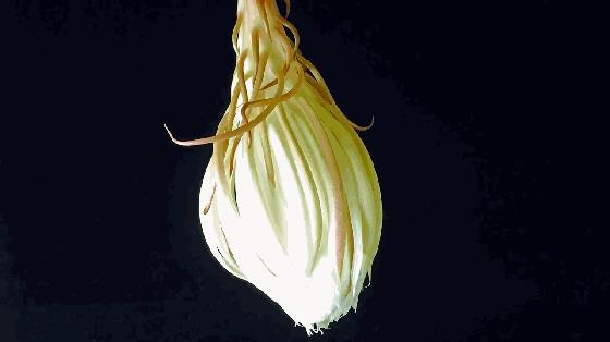 昙花为什么一现