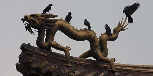 故宫为什么有很多乌鸦