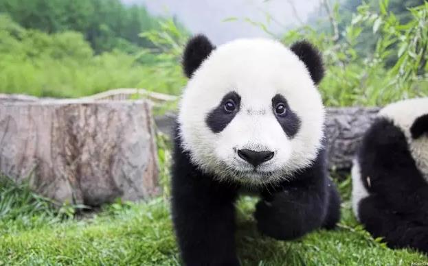 为什么熊猫的爪是六指