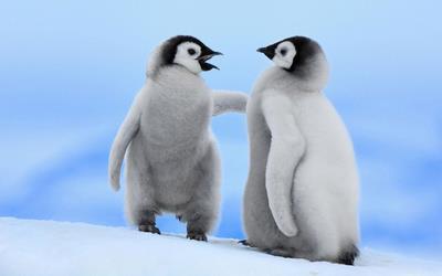 企鹅为什么总是站着
