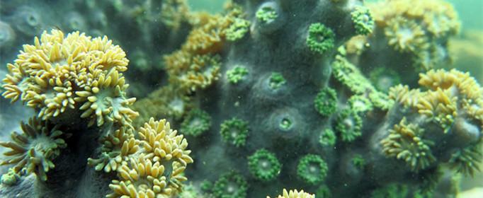 珊瑚虫为什么生长在温暖的浅水区