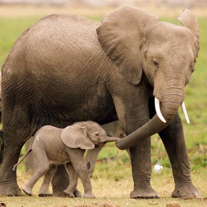 大象怀孕多久生产