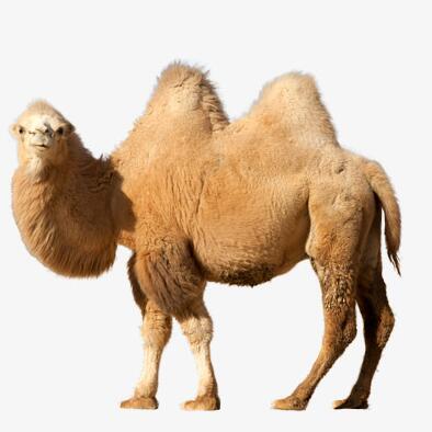 骆驼的驼峰是储存什么的？