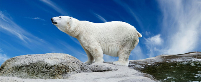 北极熊的皮肤为什么是黑色的？