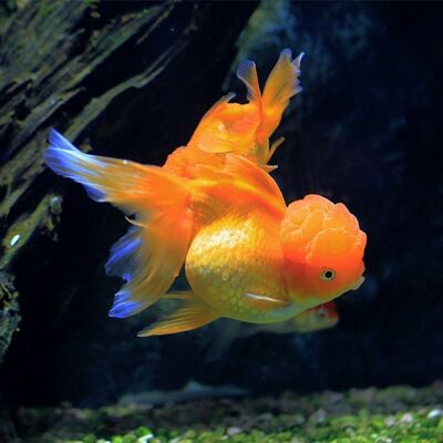 漂亮的金鱼是由什么鱼演变而来的？