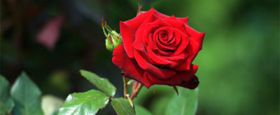 不同颜色的玫瑰花语含义是什么？