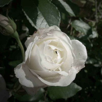 白玫瑰不能随便送人吗？