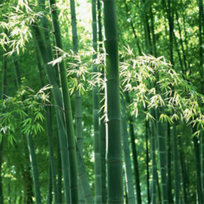竹子的寓意是什么？