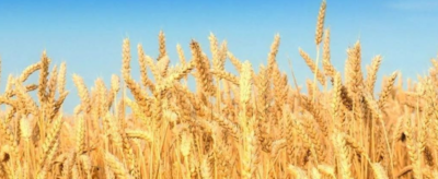 麦子什么季节成熟？