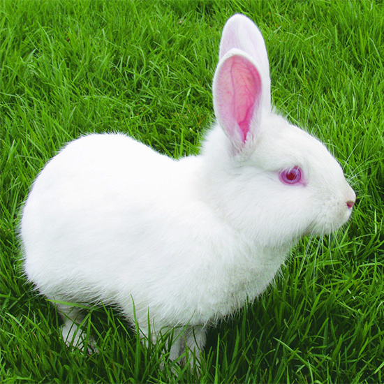 兔子寿命一般是多少年？