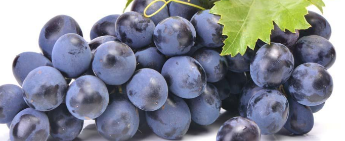 中原地区种植葡萄始于哪个朝代?