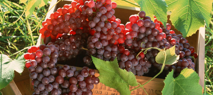 中原地区种植葡萄始于哪个朝代?