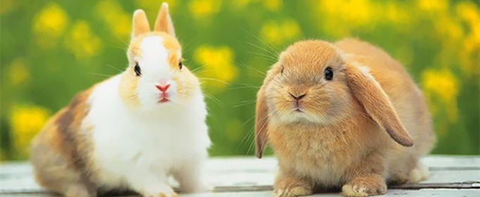 兔子的尾巴歇后语是什么?