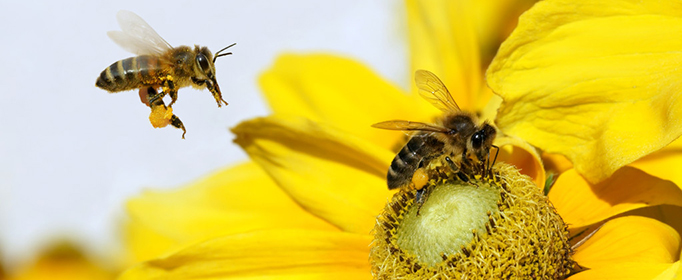 蜜蜂的特点是什么？