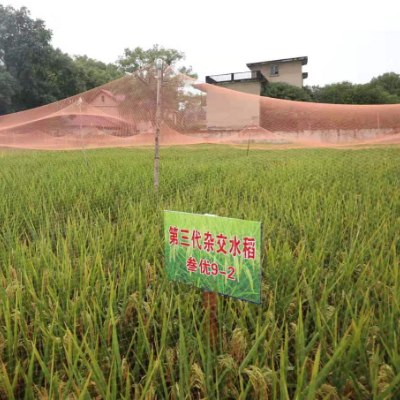 杂交水稻是转基因吗？