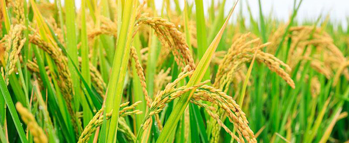 杂交水稻和普通水稻的区别是什么？