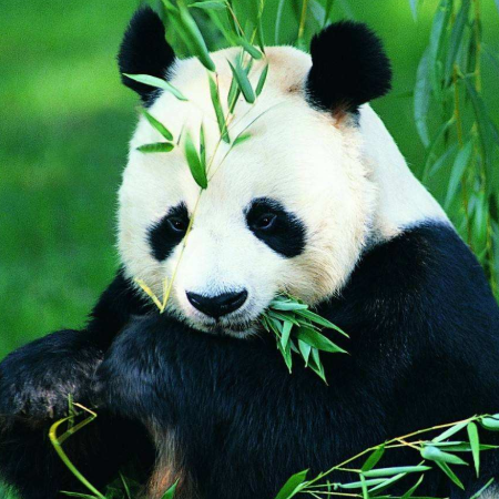 大熊猫有没有冬眠的特性？