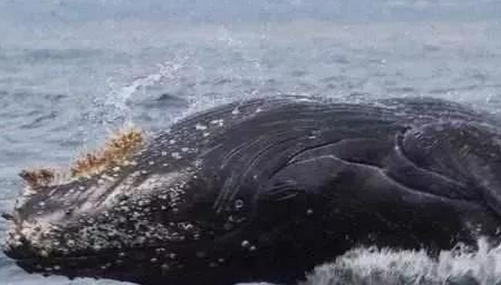 藤壶寄生在鲸鱼身上有什么危害？