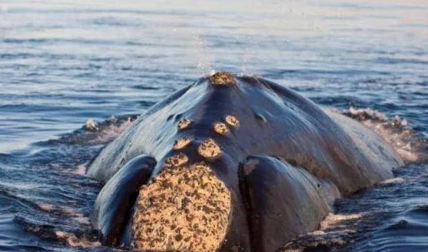 藤壶寄生在鲸鱼身上有什么危害？