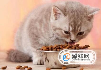 <b>铲屎官怎样挑选猫粮</b>