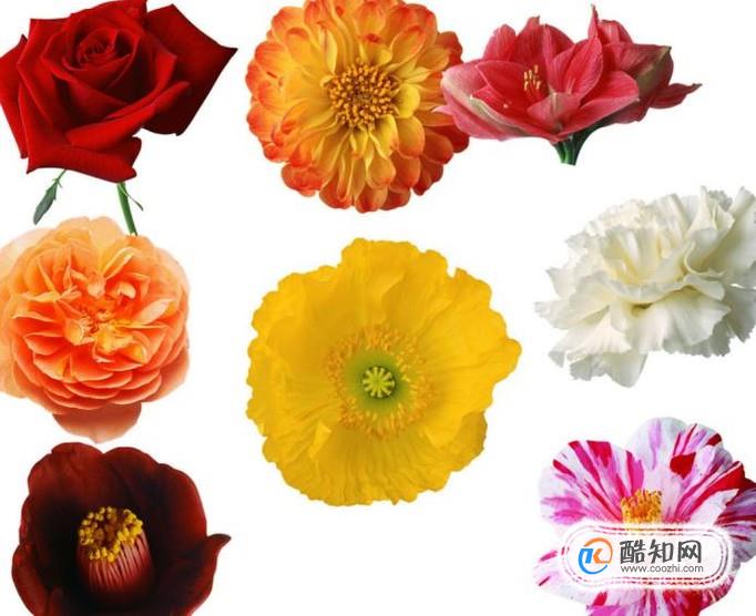 送男性朋友什么花好？