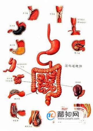 怎样通过提高基础代谢率来减肥