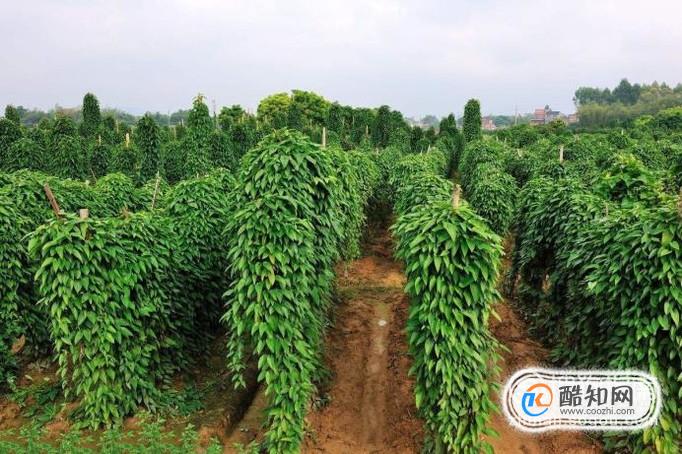 怎样种植野生淮山