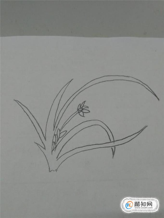 多妈简笔画简单的兰花的画法优质