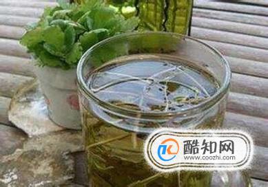 蒲公英泡水能不能随便喝？