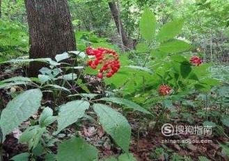 中灵参有什么作用