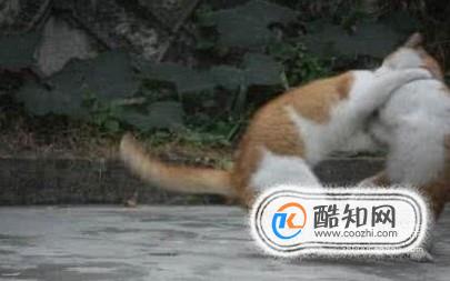 处理猫猫打架的方法