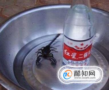 自制蝎子酒方法及用法