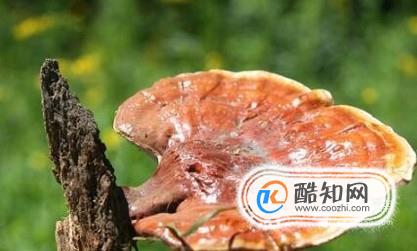 怎样食用新鲜野生灵芝