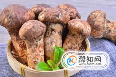 松茸那些不为人知的秘密—功效及营养价值