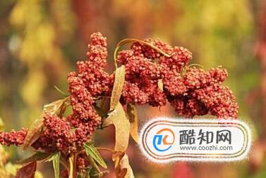 藜麦的功效和食用方法