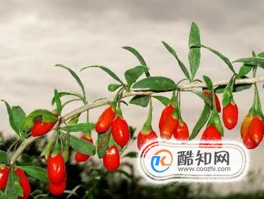 枸杞什么牌子好