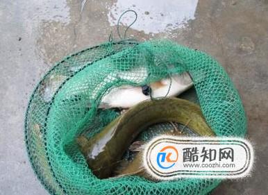 塘角鱼的食疗与功效