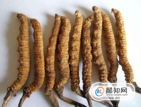 冬虫夏草的功效与作用