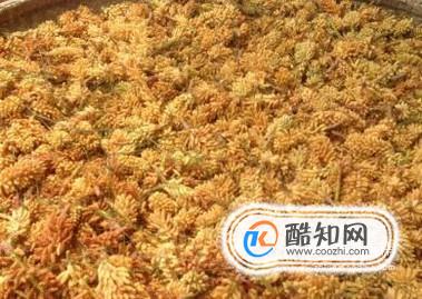 松花粉作用和功效及简单食用方法
